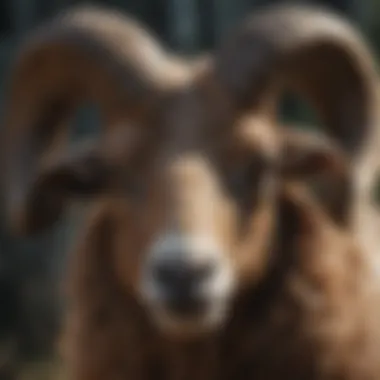 Aries Symbolic Ram