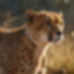 Graceful Motion of a Cheetah