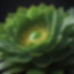 Symbolic representation of the heart chakra as a vibrant green lotus